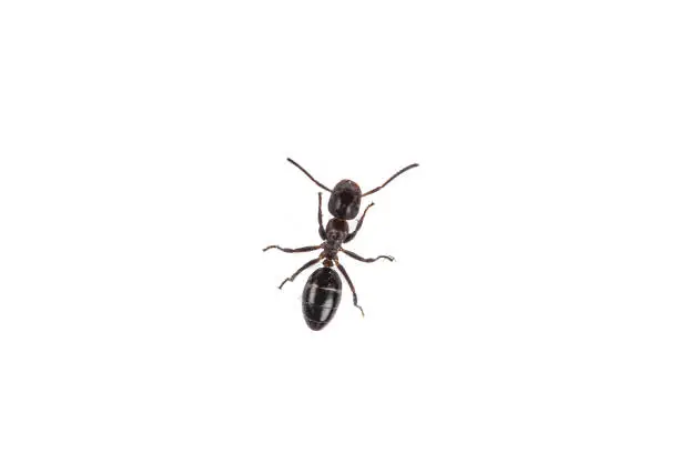 istockphoto-2038221050-612x612
